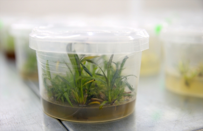 Sakarya'da üretimi zor binlerce bitki türü sağlıklı koşullarda filizleniyor